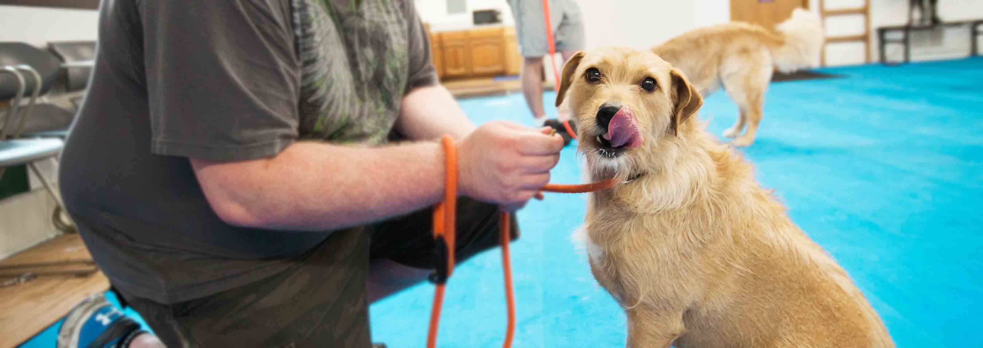 private dog training lessons Cascade Kennels