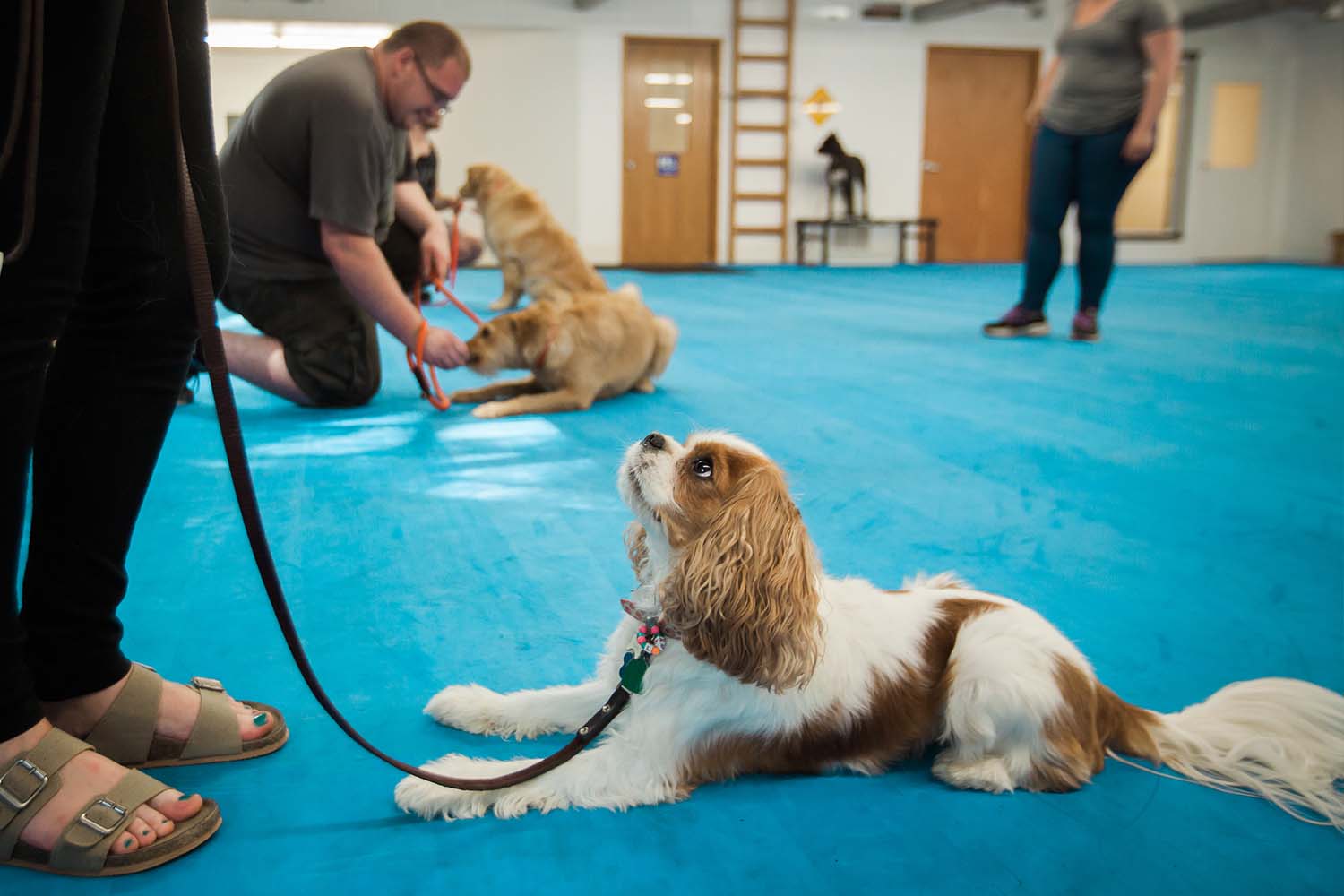 Puppy Training in Woodinville, WA