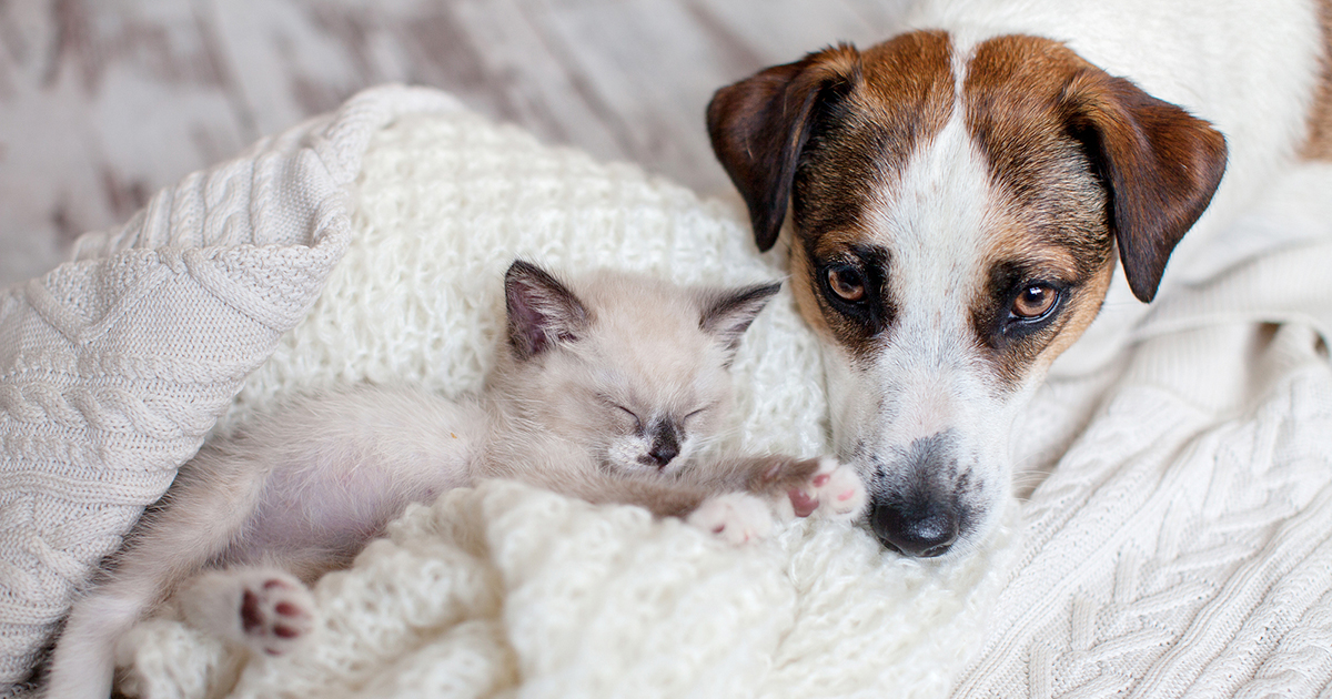 how to introduce new kitten to dog