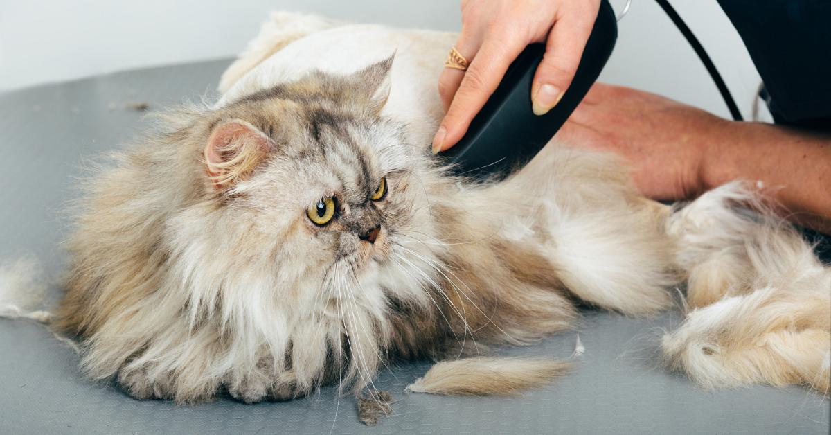 Don't Make These Mistakes When Grooming Your Cat - Cascade Kennels