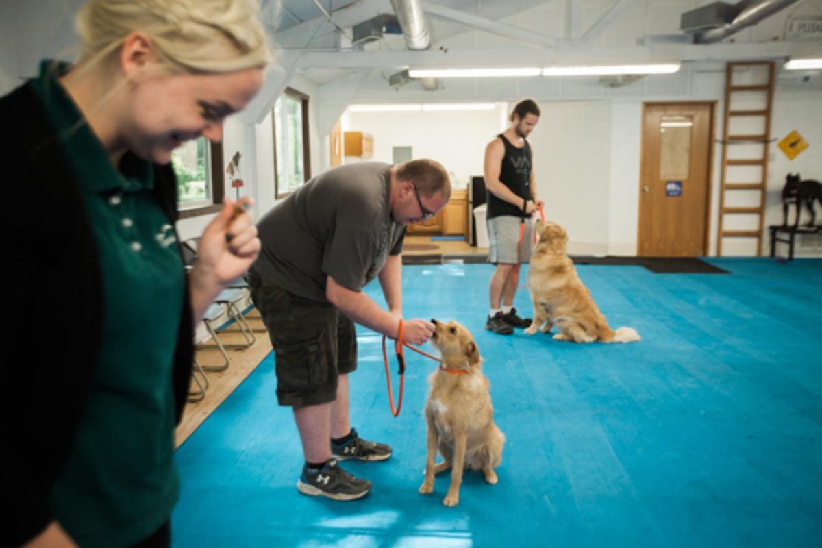 Dog obedience hotsell training boarding
