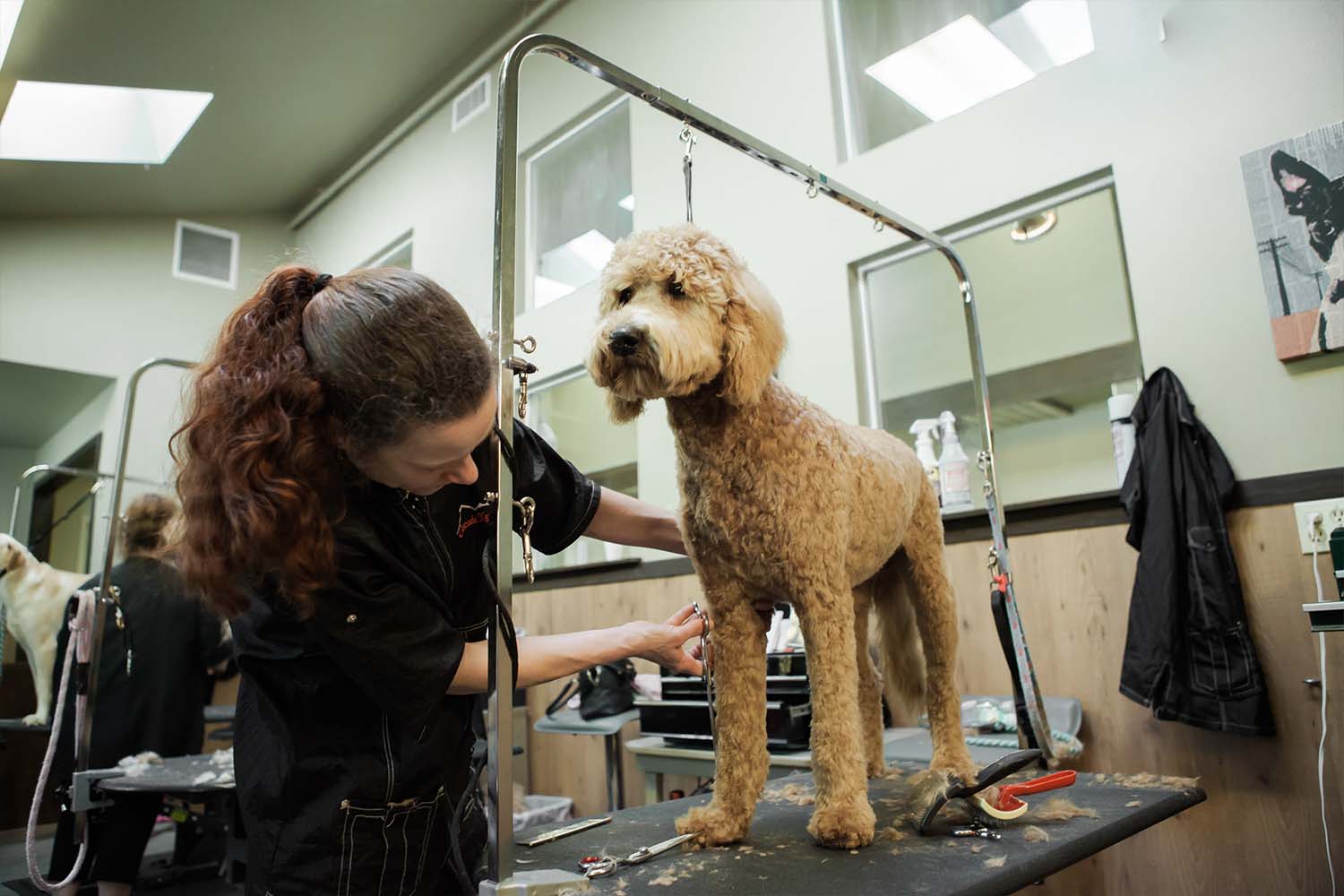 Top Dog Grooming Mechanicsville Va in the world The ultimate guide 