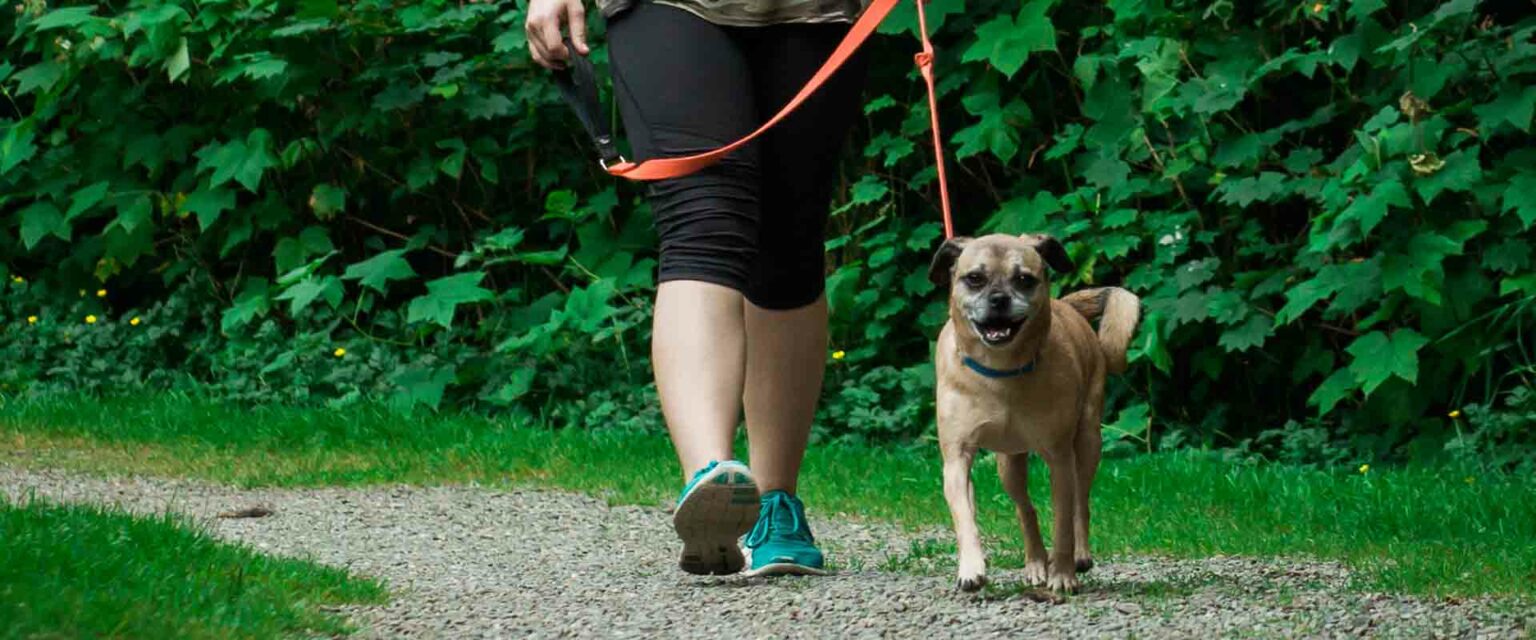 Private Dog Training Lessons in Woodinville, WA