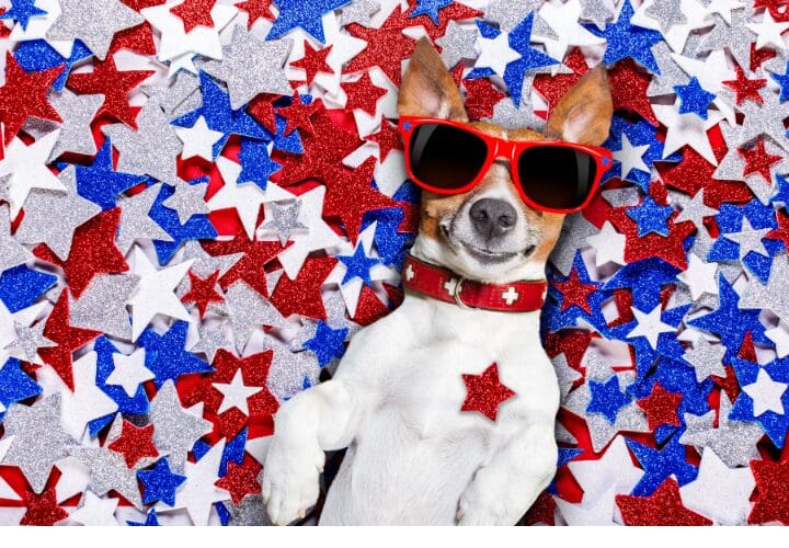 Pet Safety Tips for 4th of July