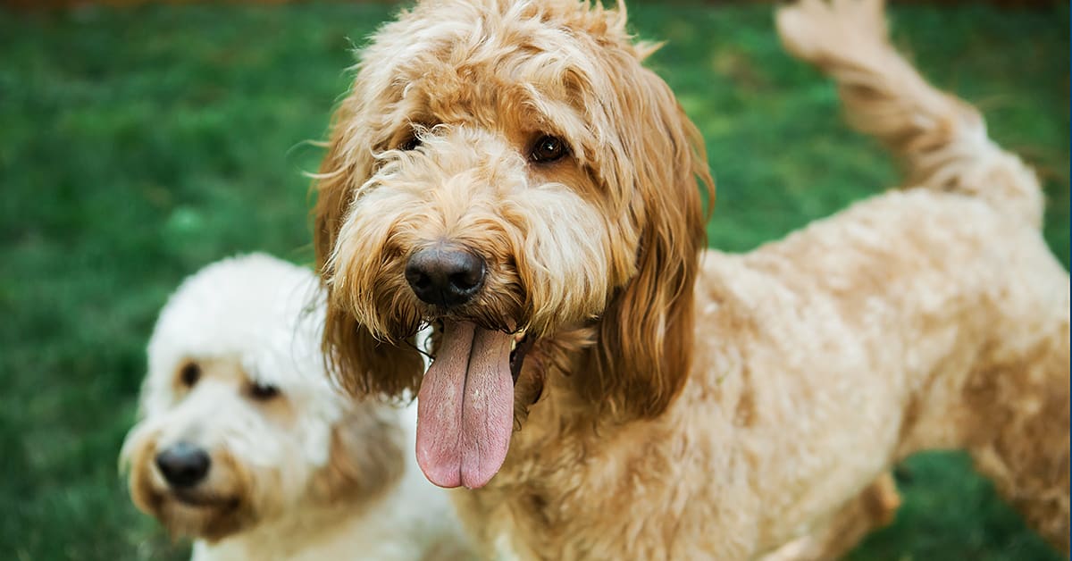 Swimming Fun and Safety For Dogs