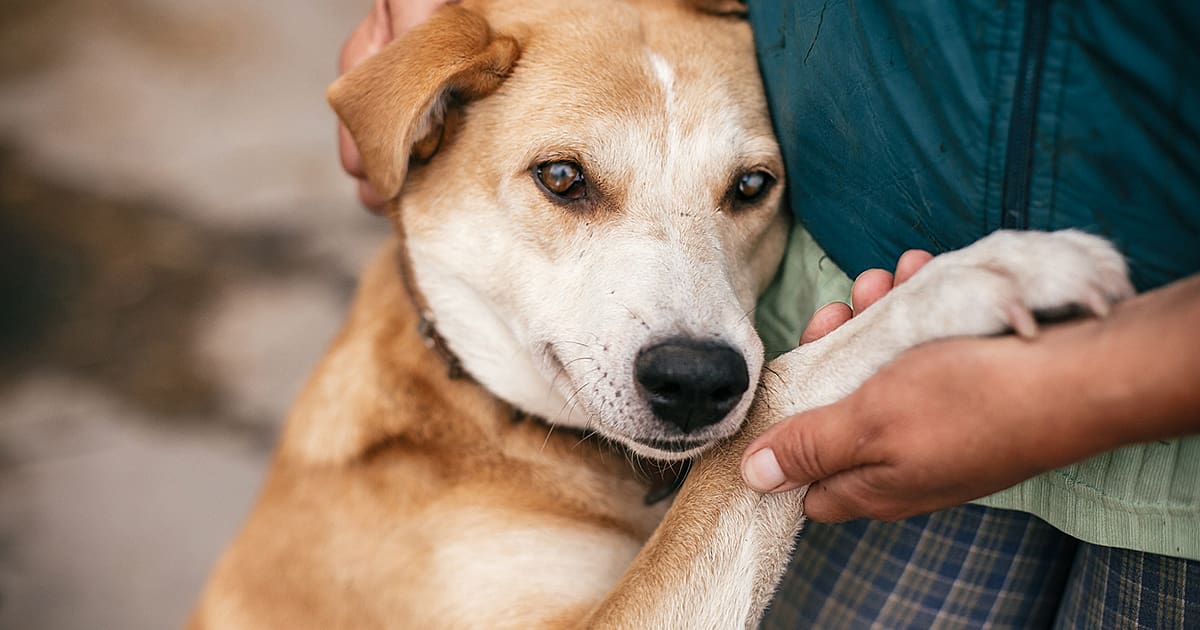 Is Doggie Daycare Good for Dogs? Get the Scoop!