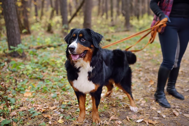 Fall Activities For Dogs - Cascade Kennels