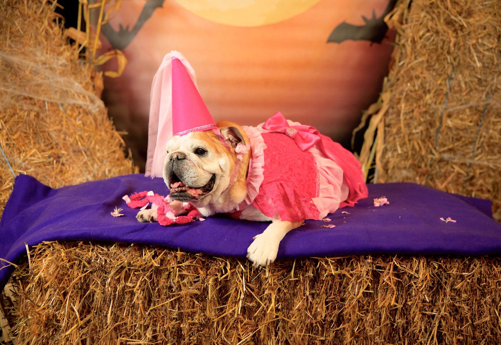 Fun Halloween Costume Ideas For You and Your Dog