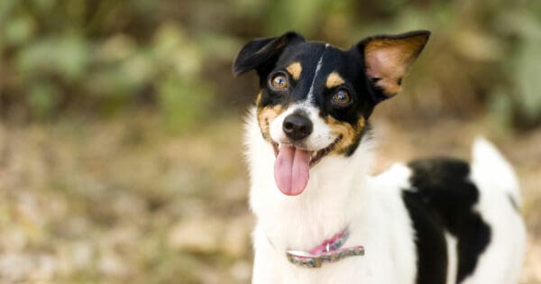Thanksgiving Activites For Pets