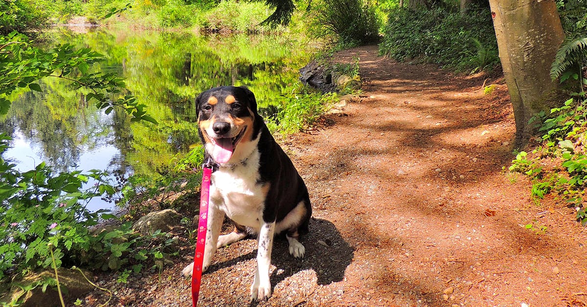 Pet Friendly Day Trips | Cascade Kennels