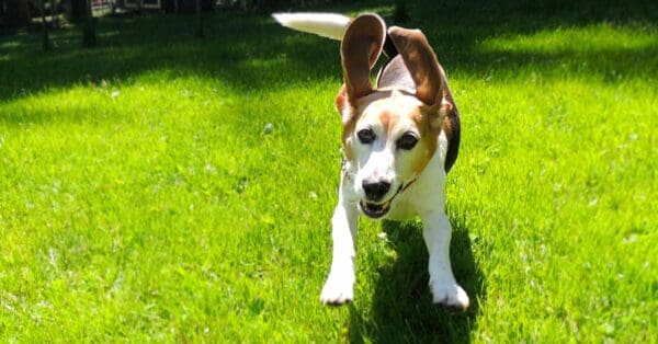 An-Owner’s-Guide-to-Health-and-Wellness-at-Home-from-Cascade-Kennels