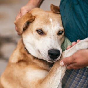 best-new-tech-for-dogs-cascade-kennels