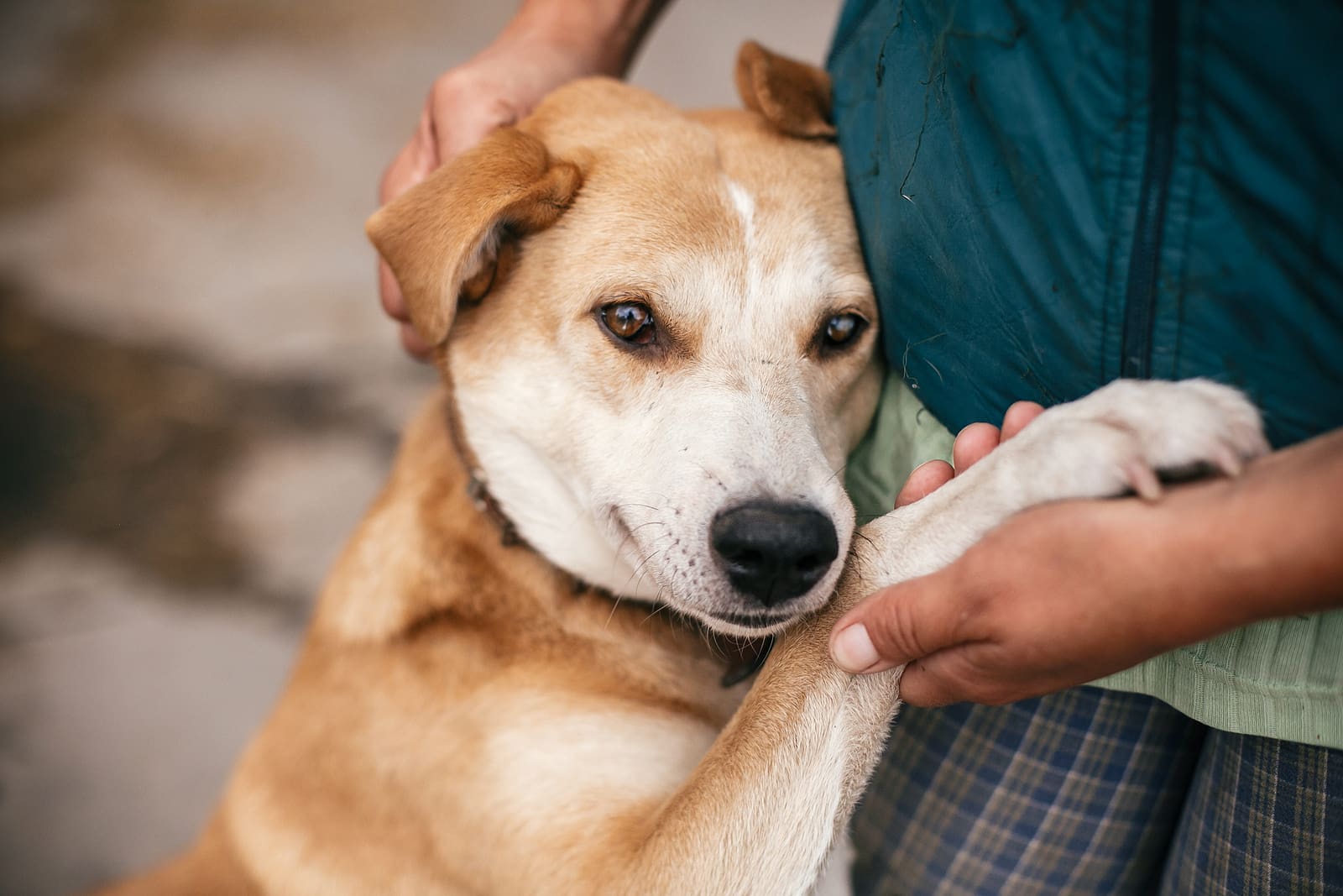 best-new-tech-for-dogs-cascade-kennels