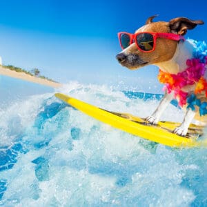 Fun-Games-You-Can-Play-with-Your-Dog-This-Summer-from-Cascade-Kennels