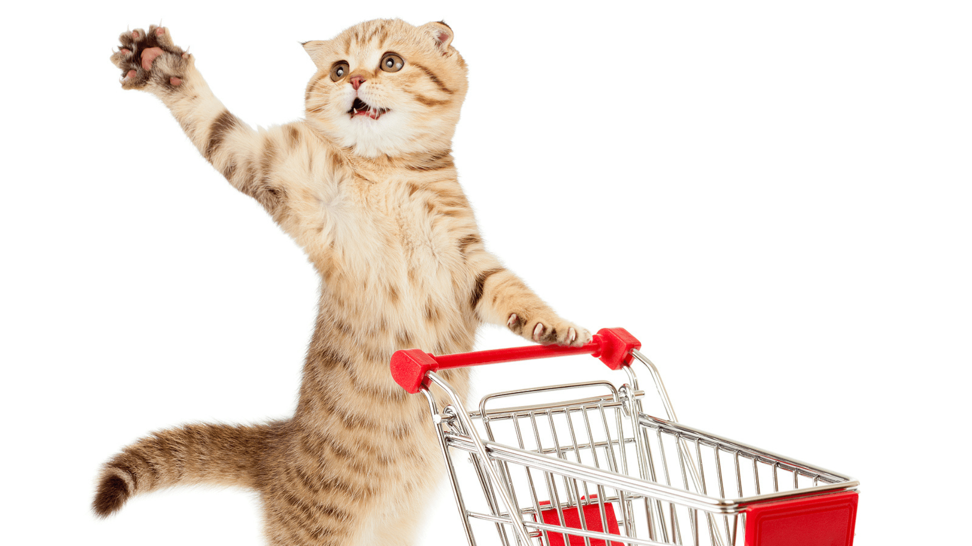 Have a cat? Here is our list of cat products that every cat owner needs in their home.