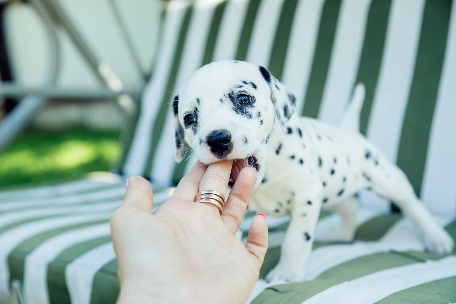 Training Your New Puppy | Cascade Kennels