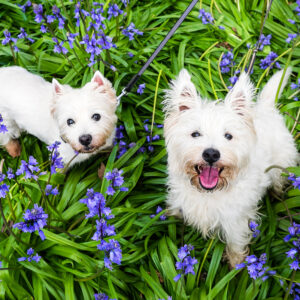 4 Fun Ideas for Spring Break with Your Puppy from Cascade Kennels