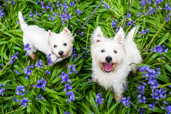 4 Fun Ideas for Spring Break with Your Puppy from Cascade Kennels