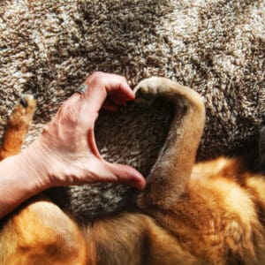 5 Ways to Show Your Pets You Love Them on Valentine’s Day from Cascade Kennels