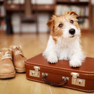 Tips for a Great Pet Boarding Experience from Cascade Kennels