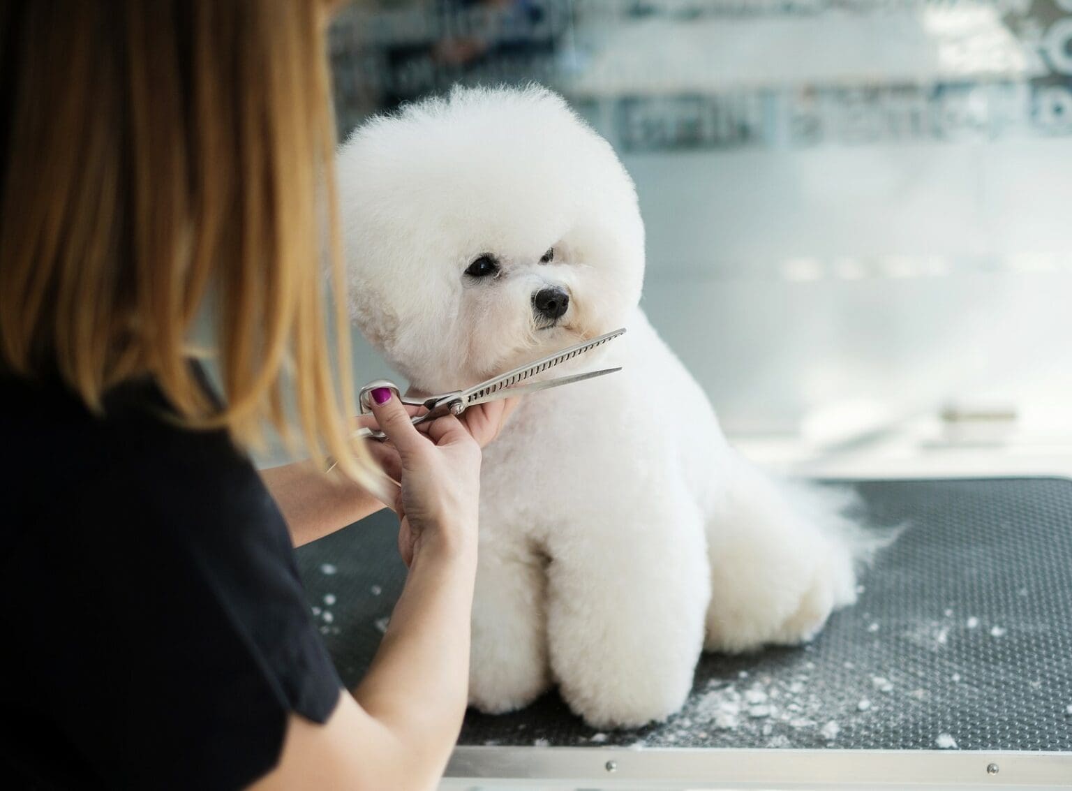 3 Trends in Dog Grooming | Cascade Kennels