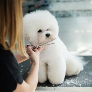 3 Trends In Dog Grooming