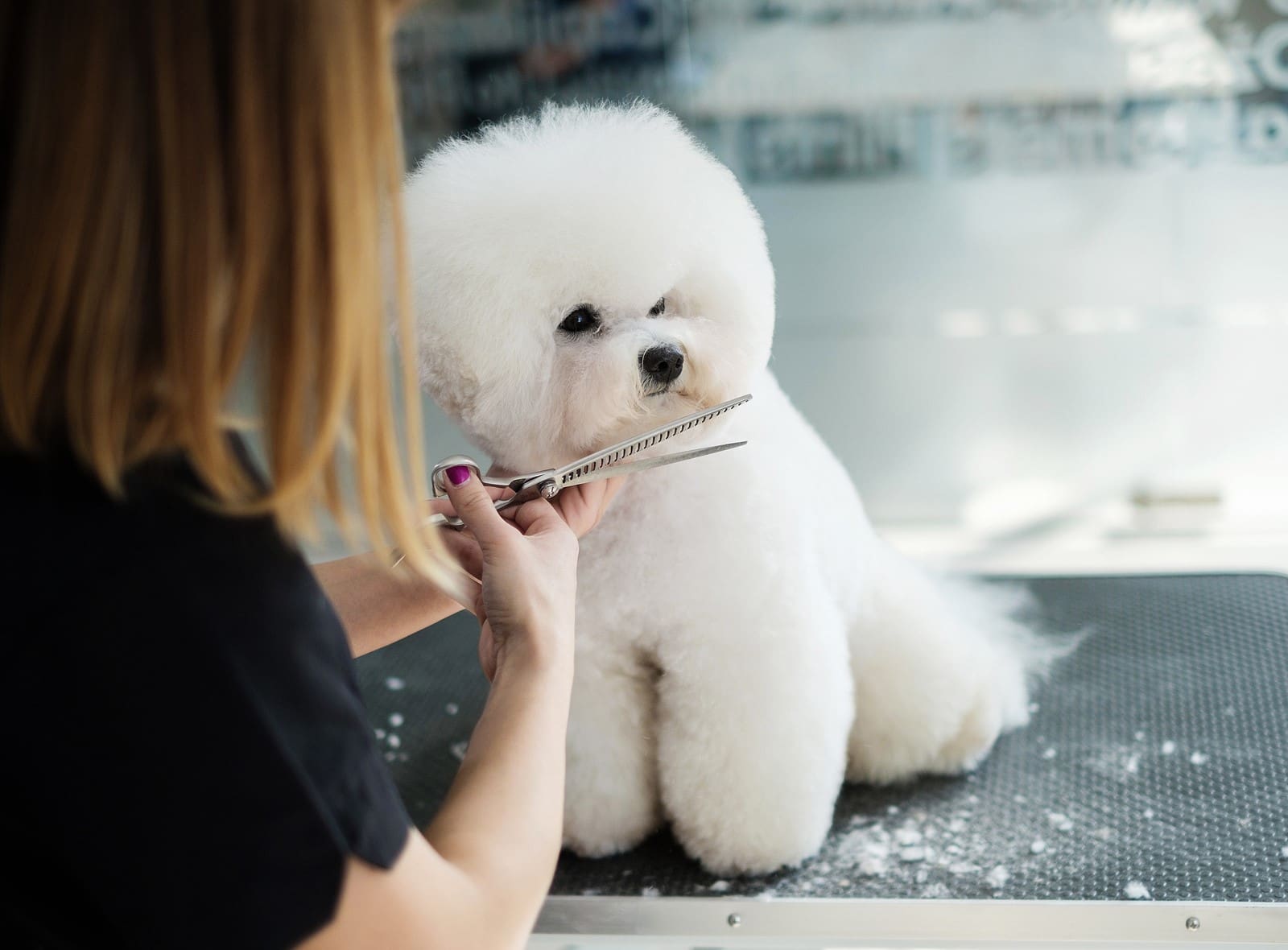 3 Trends in Dog Grooming