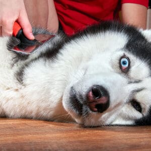 Tips For Dealing with Shedding: How Grooming Can Help Control Pet Fur With Cascade Kennels