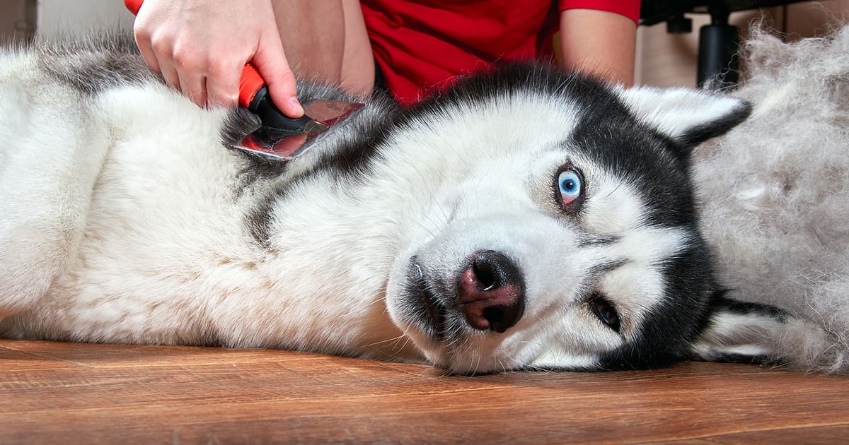 Tips For Dealing with Shedding: How Grooming Can Help Control Pet Fur With Cascade Kennels