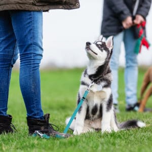 Tips to Raise a Friendly, Socialized Dog with Cascade Kennels