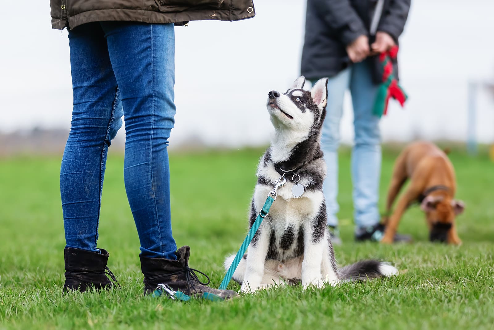 Tips to Raise a Friendly, Socialized Dog with Cascade Kennels