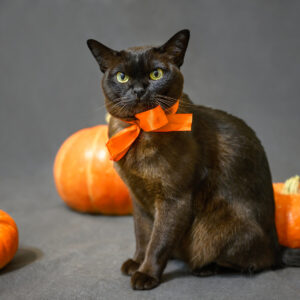 Stress-Free Halloween With Pets from Cascade Kennels