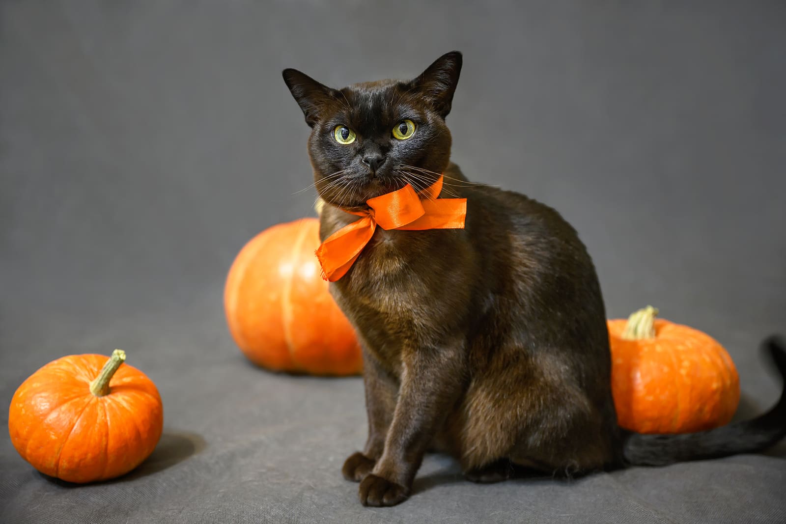 Stress-Free Halloween With Pets from Cascade Kennels