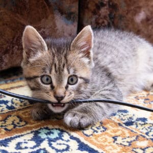 Cat Boarding: Happy and Safe While You're Away from Cascade Kennels