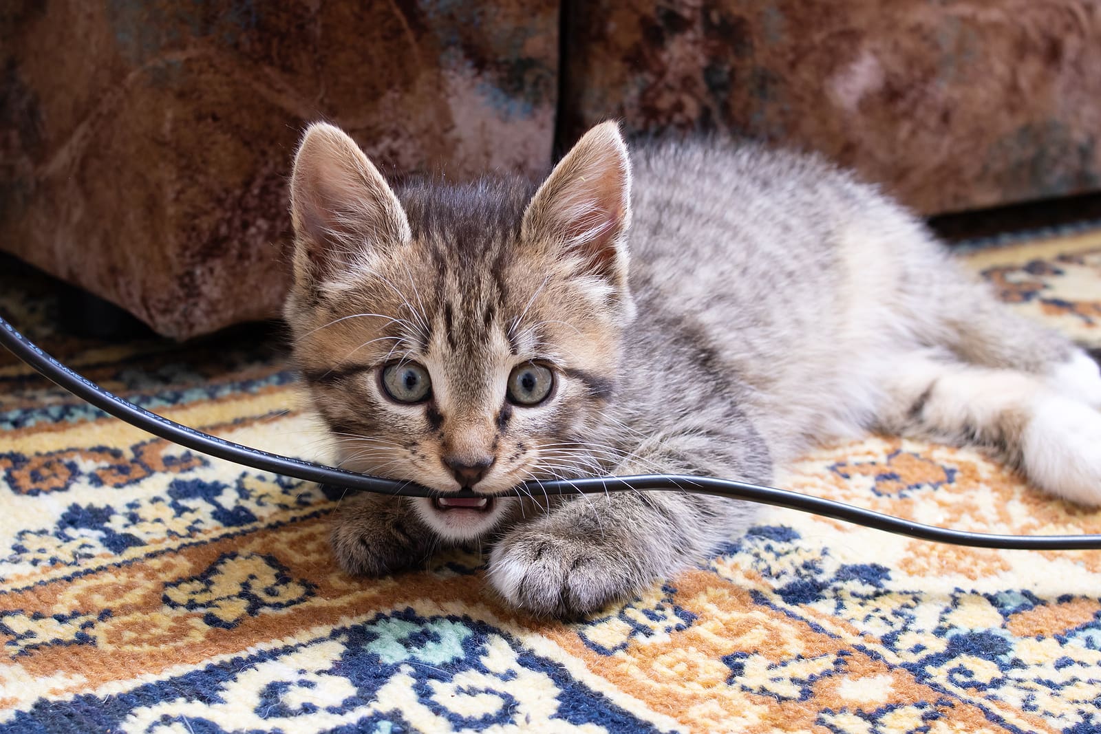 Cat Boarding: Happy and Safe While You're Away from Cascade Kennels