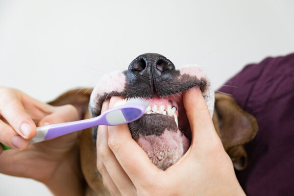 Health and Wellness Benefits of Grooming Your Dog with Cascade Kennels