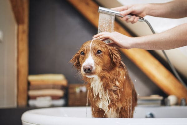 The Importance of Regular Dog Grooming: A Guide for Pet Owners ... - Tips For Regular Dog Groomer Services