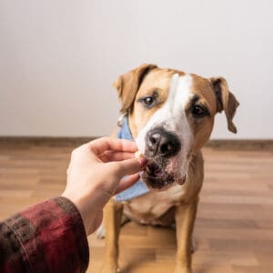 From Woofs to Words, Teaching Your Dog How to Speak With Buttons Cascade Kennels