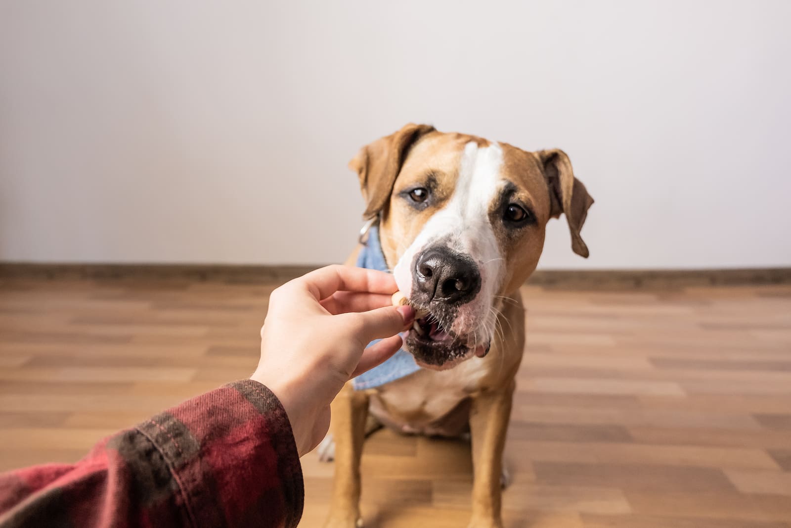 From Woofs to Words, Teaching Your Dog How to Speak With Buttons Cascade Kennels