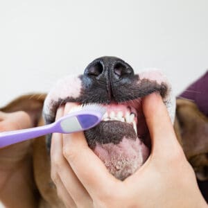 Taking Care of Your Pet's Teeth: A Guide for Pet Parents - Cascade Kennels