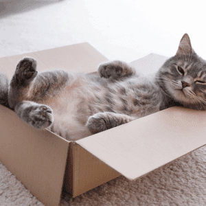 Are Cats Liquid? Exploring Their Flexibility