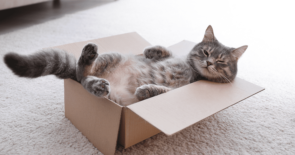 Are Cats Liquid? Exploring Their Flexibility