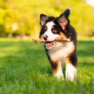 Unleash Your Puppy's Potential: Why Online Training is Your New Best Friend