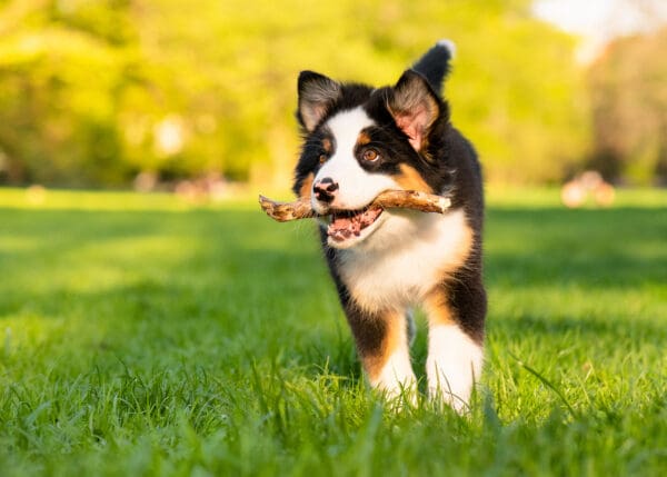 Unleash Your Puppy's Potential: Why Online Training is Your New Best Friend