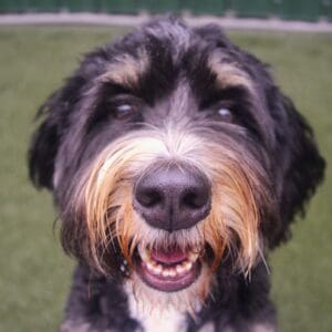 Funny Quirks Only Dog Owners Truly Understand - Cascade Kennels