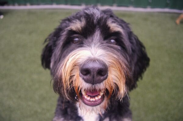 Funny Quirks Only Dog Owners Truly Understand - Cascade Kennels