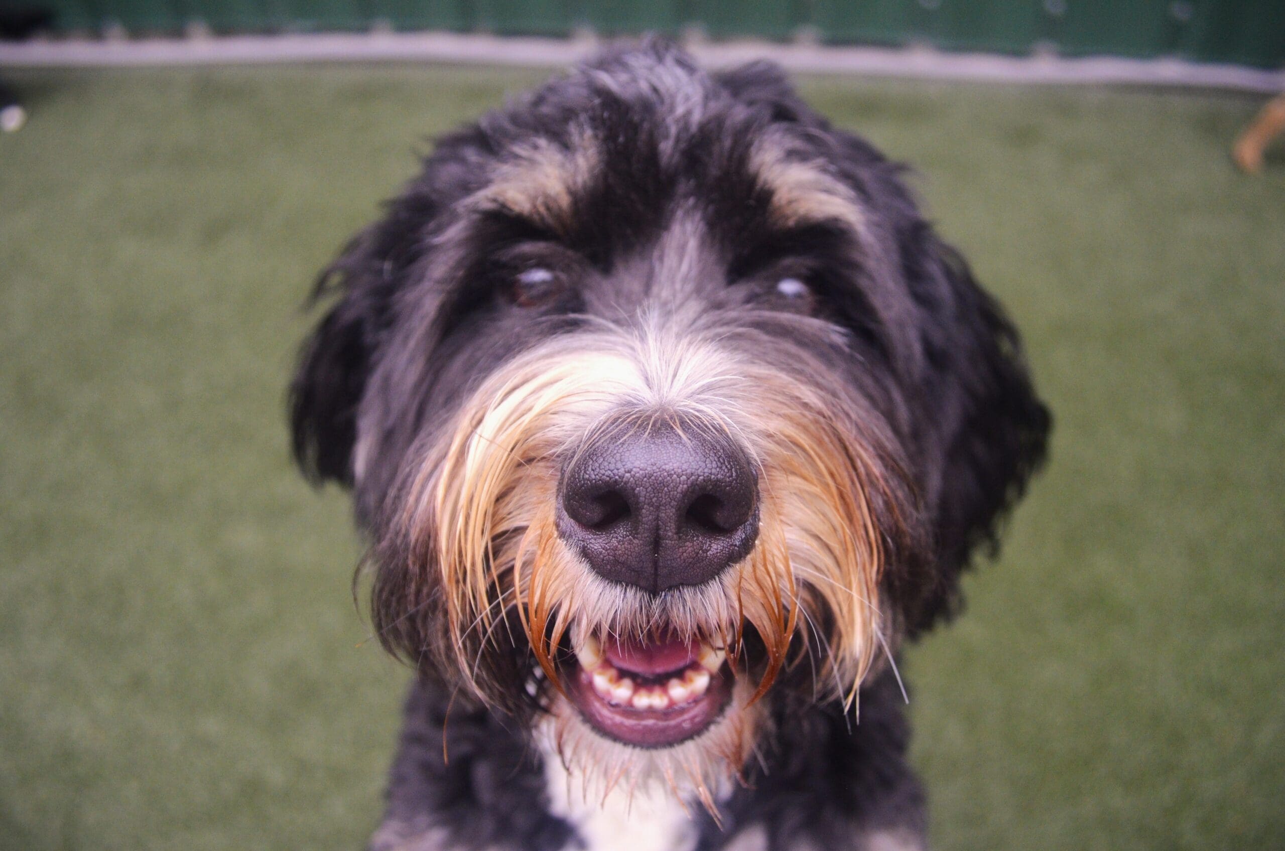 Funny Quirks Only Dog Owners Truly Understand - Cascade Kennels