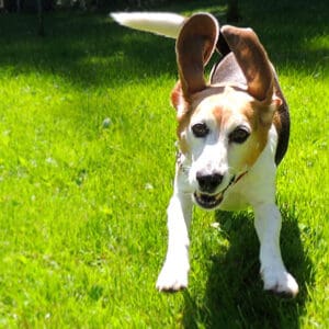 Beagle dog running with zoomies making ears fly upward