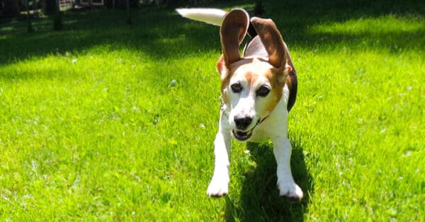 Beagle dog running with zoomies making ears fly upward