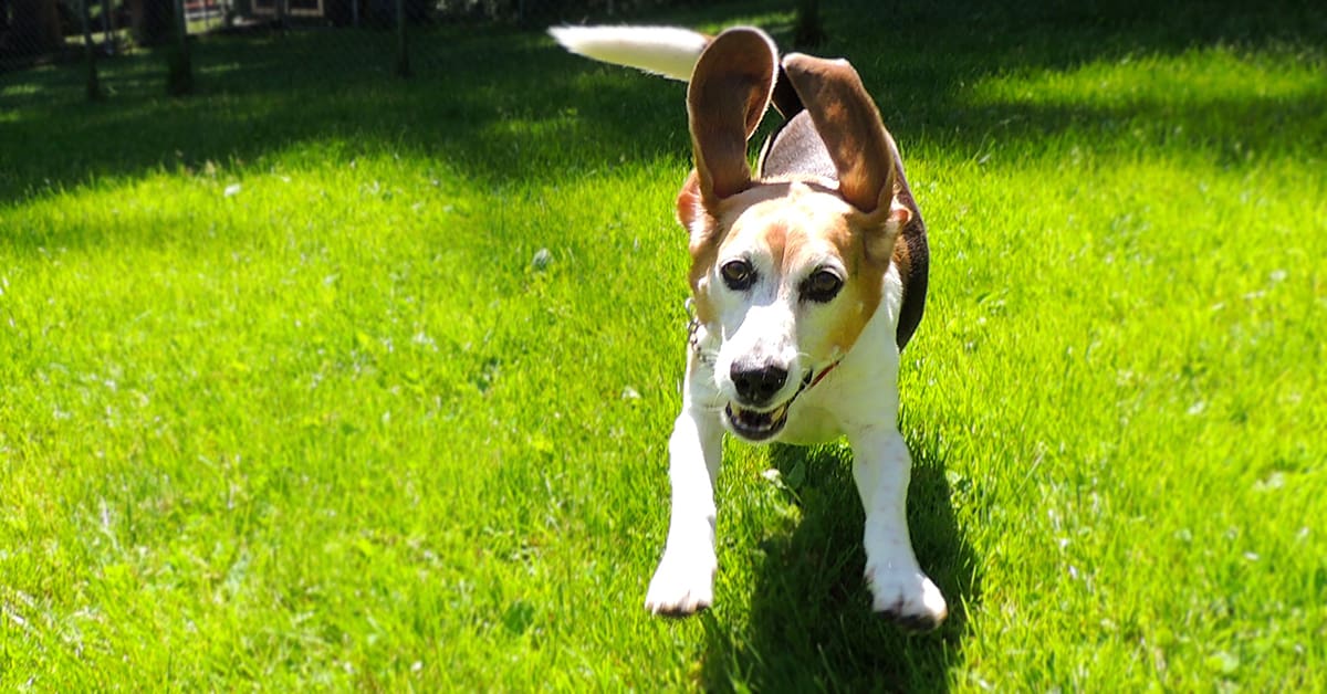 Beagle dog running with zoomies making ears fly upward